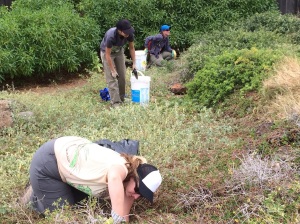 Volunteers at the Freeman Seabird Preserve readying nests to welcome back the wedge-tailed shearwaters