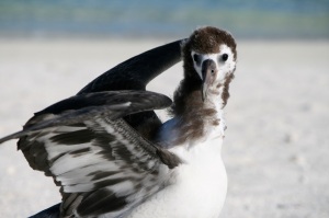 A juvnile Laysan albatross going through an awkward teenage stage