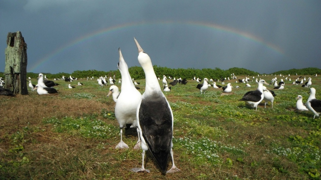 Laysan albatross courting