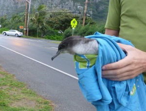 This wedge-tailed shearwater was found by the roadside in Waimanalo